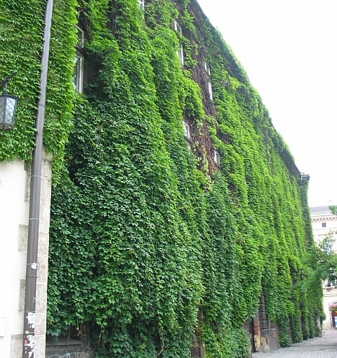 Winobluszcz pięciolistkowy odmiana murowa (Parthenocissus quinquefolia var. murorum) Winobluszcz pięciolistkowy odmiana murowa (Parthenocissus quinquefolia var. murorum)