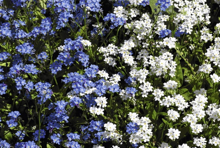 niezapominajka błotna