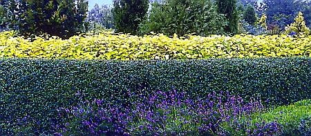 Pęcherznica kalinolistna 'Luteus' i ligustr