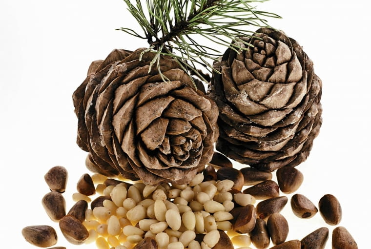 Szyszki pinii (dł. ok. 12 cm) same otwierają się po 3 latach. Z nasion usuwa się brązową okrywę. Szyszki pinii (dł. ok. 12 cm) same otwierają się po 3 latach. Z nasion usuwa się brązową okrywę.