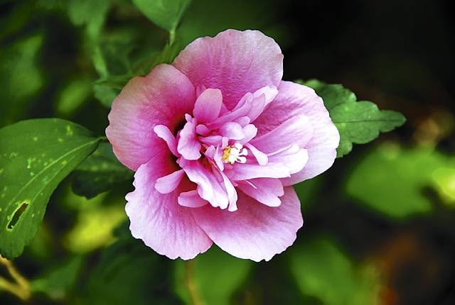 Róża chińska. 'Double Red' Róża chińska. 'Double Red'