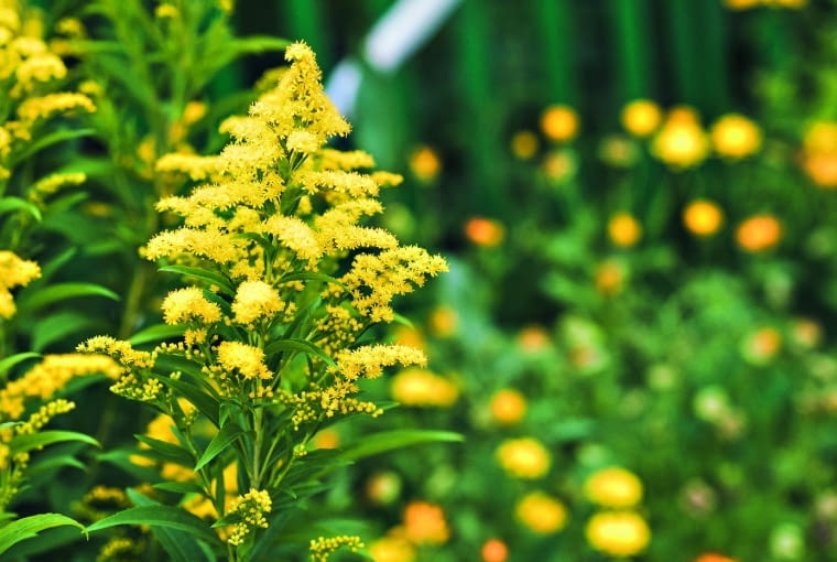 Nawłoć pospolita Nawłoć pospolita