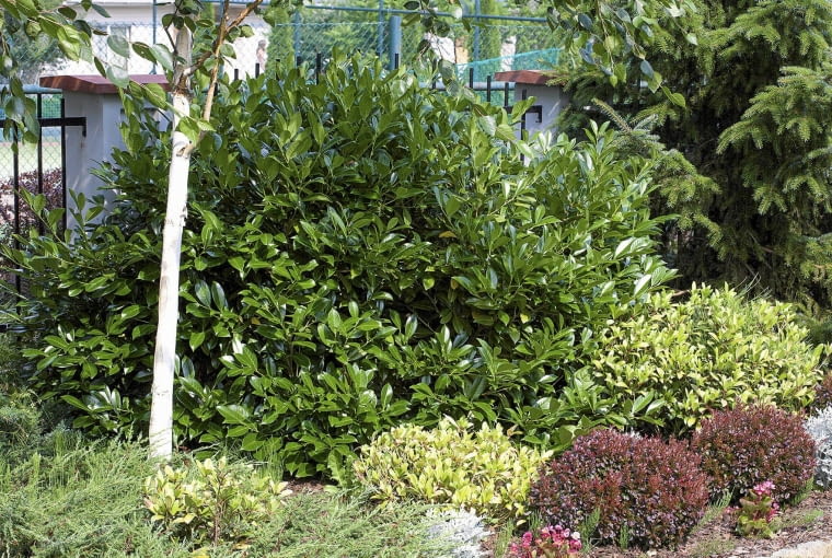 Ciemna zieleń laurowiśni ciekawie kontrastuje z krzewami o żółtych i bordowych liściach. Prunus 'Mount Vernon' SLOWA KLUCZOWE: laurocerasus laurowisnia laurowiśnia