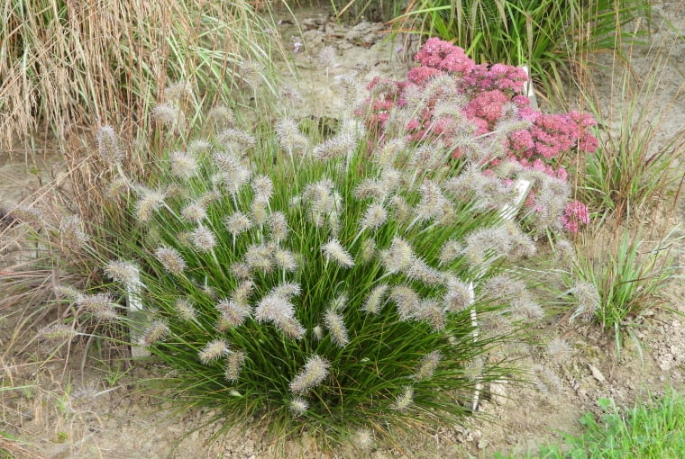 Pennisetum alopecuroides 'Little Bunny' Pennisetum alopecuroides 'Little Bunny'