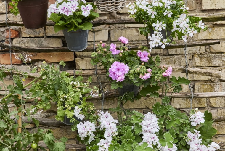 Kompozycje z pelargoniami Kompozycje z pelargoniami