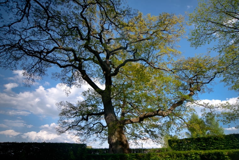 Dąb Wybickiego z Będomina