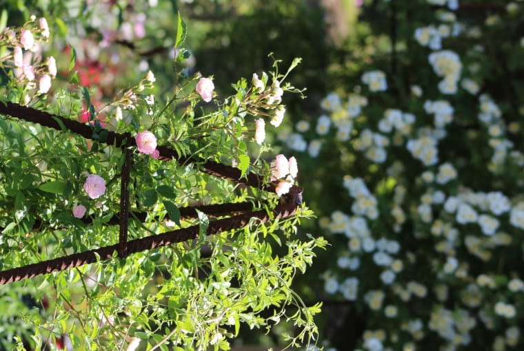 Róża 'Kirsch- Rose' Róża 'Kirsch- Rose'