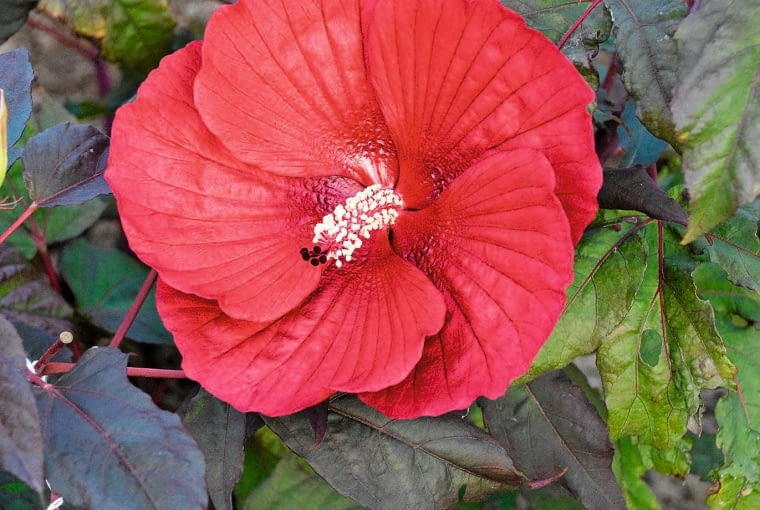 Dosyć wymagająca, ale za to o nieprzeciętnej urodzie - licząca zaledwie rok odmiana ketmii.