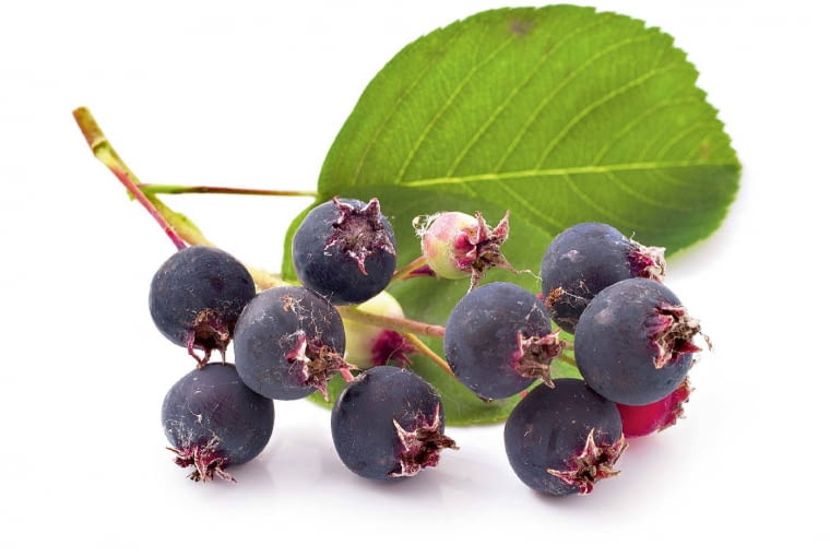 Świdośliwa Świdośliwa