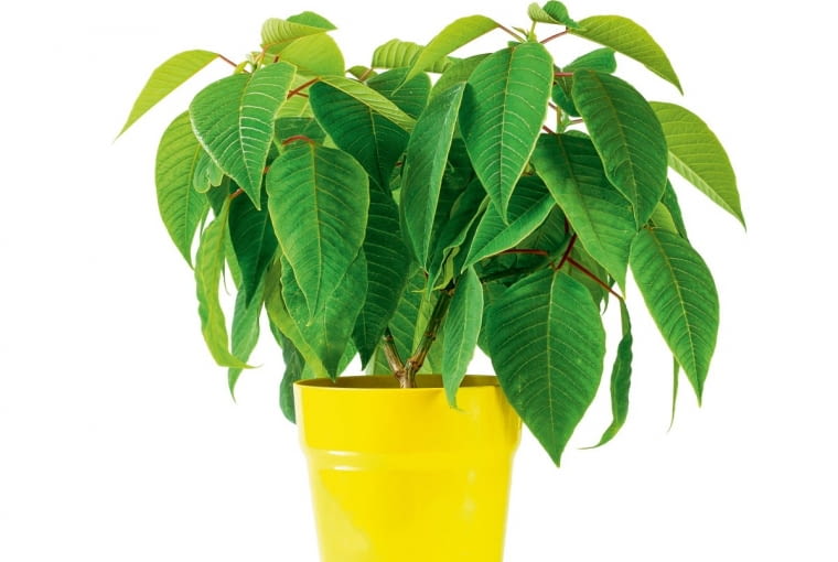 Gwiazda betlejemska - żółte liście Gwiazda betlejemska - żółte liście