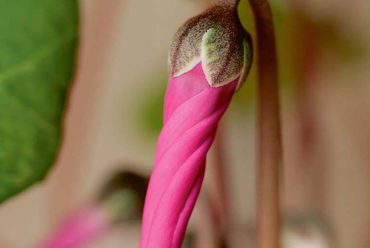 fiołek alpejski fiołek alpejski