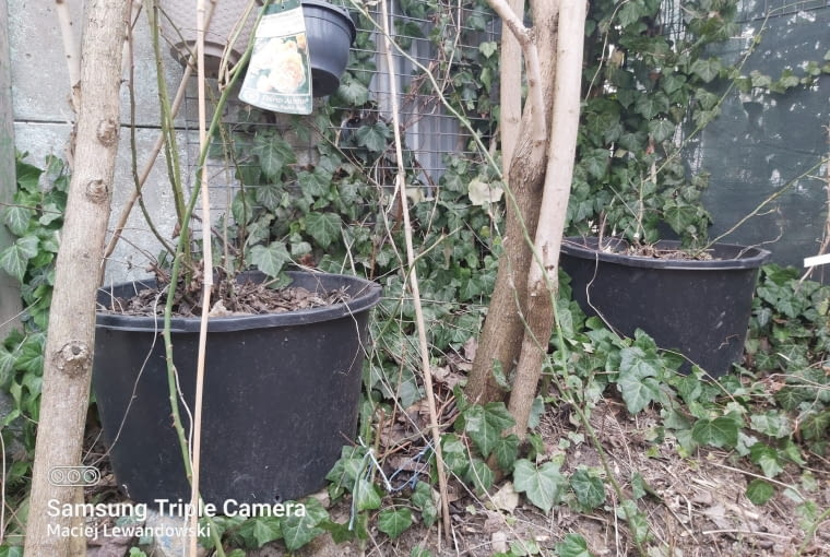 Róże w kastrach budowlanych