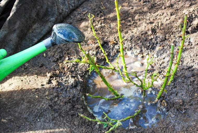 Podlewanie róż Podlewanie róż