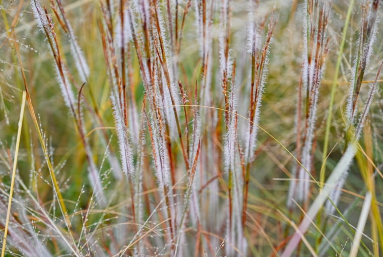 Schizachyrium scoparium 'Ha Ha Tonka' PBR Schizachyrium scoparium 'Ha Ha Tonka' PBR