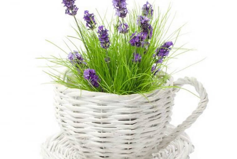 Wiklinowa filiżanka bez trudu pomieści kępę lawendy.