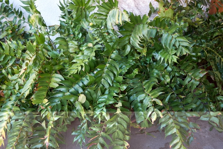 Cyrtomium falcatum Cyrtomium falcatum