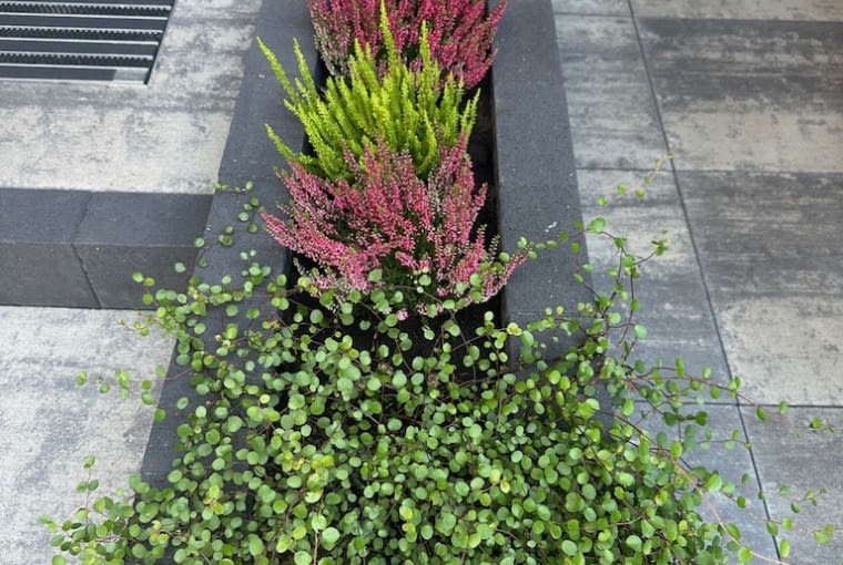 Palisada Hestra Palisada Hestra