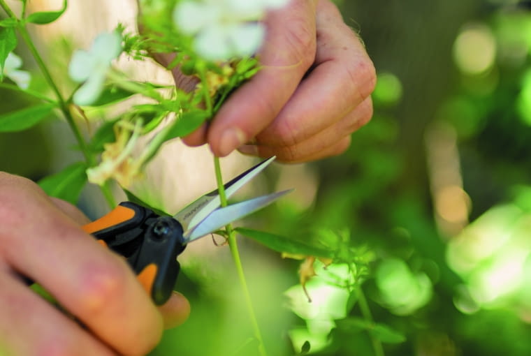 Nożyczki SP13 Solid