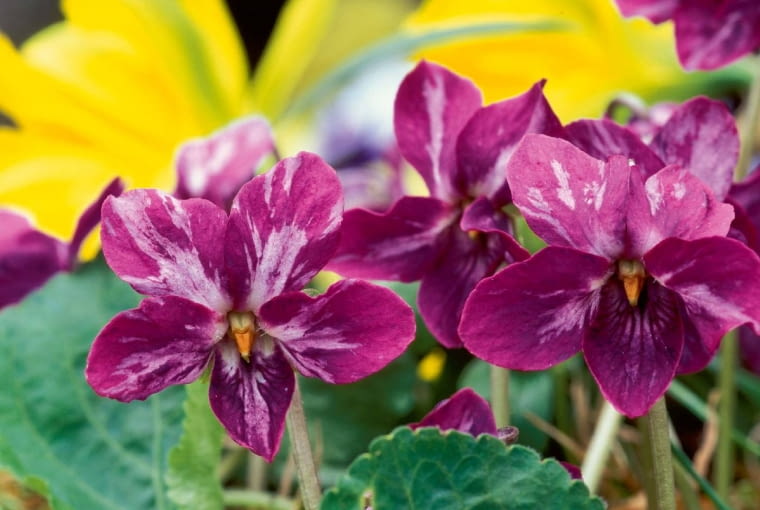 Odmiana mieszańcowa to krzyżówka fioletowej i białej. Odmiana mieszańcowa to krzyżówka fioletowej i białej.