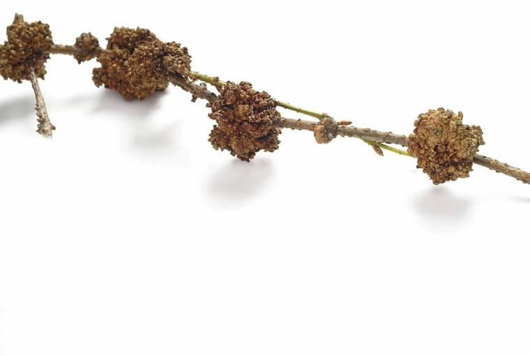 Wyrośla forsycji spowodowane rakiem bakteryjnym Wyrośla forsycji spowodowane rakiem bakteryjnym