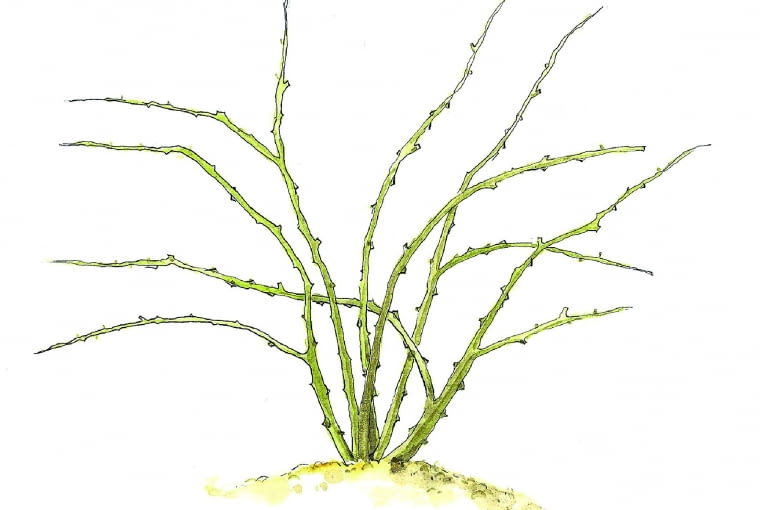 Ten sam okaz po prześwietleniu. Korona krzewu stała się bardziej "otwarta". Odmłodzona roślina wytworzy teraz nowe silne gałązki.