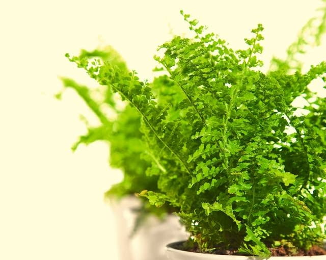 Nefrolepis wyniosły (N. exaltata) 'Corditas' paprocie