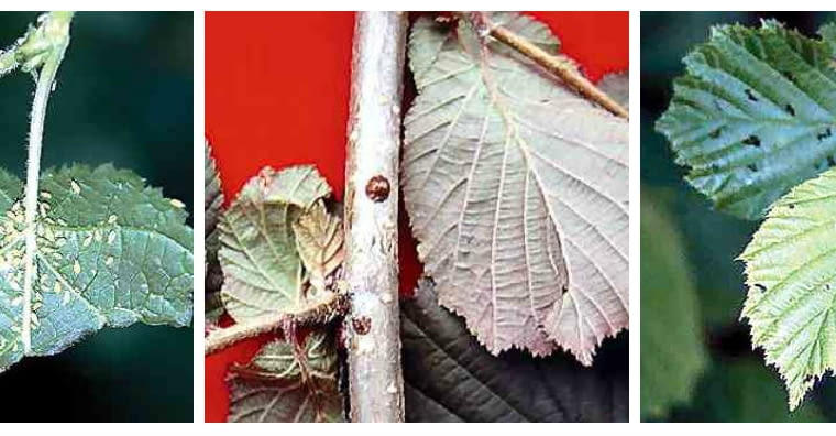 Choroby leszczyny Choroby leszczyny