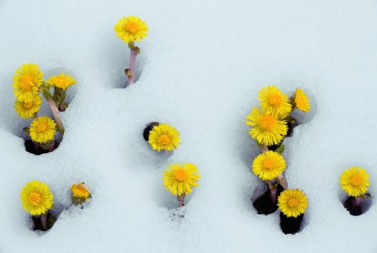 Gdy wokół jest jeszcze szaro i buro, tam, gdzie nie sięga ręka ogrodnika, złocą się przy ziemi małe słoneczka - kwiaty podbiału. Gdy wokół jest jeszcze szaro i buro, tam, gdzie nie sięga ręka ogrodnika, złocą się przy ziemi małe słoneczka - kwiaty podbiału.