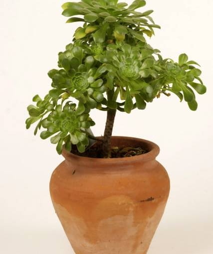 29.05.2003 WARSZAWA ROSLINY DONICZKOWE EONIUM DRZEWIASTE AEONIUM ARBOREUM ODMIANA SWARZKOPF CERAMIKA FOT. PAWEL SLOMCZYNSKI / AGENCJA GAZETA PUBLIKACJA KWIETNIK NR 12 (108) - 12.2003 odporne na suszę