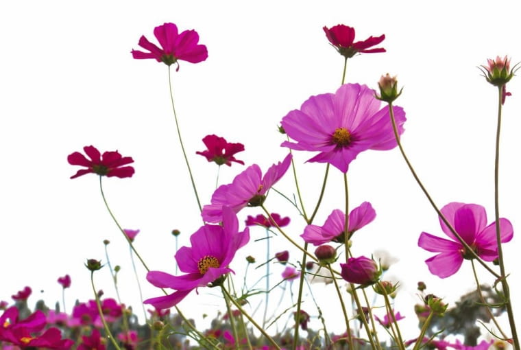 Do niedawna pierwsze miejsce roślinnego podium Magdy Umer zajmowała lawenda. Dzisiaj wyprzedziła ją swojska warszawianka.