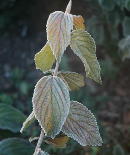 Kalina japońska forma płodna (Viburnum plicatum f. tomentosum). Kalina japońska forma płodna (Viburnum plicatum f. tomentosum).
