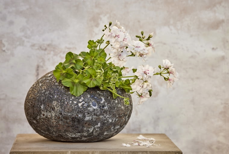 Pelargonia w donicy Pelargonia w donicy