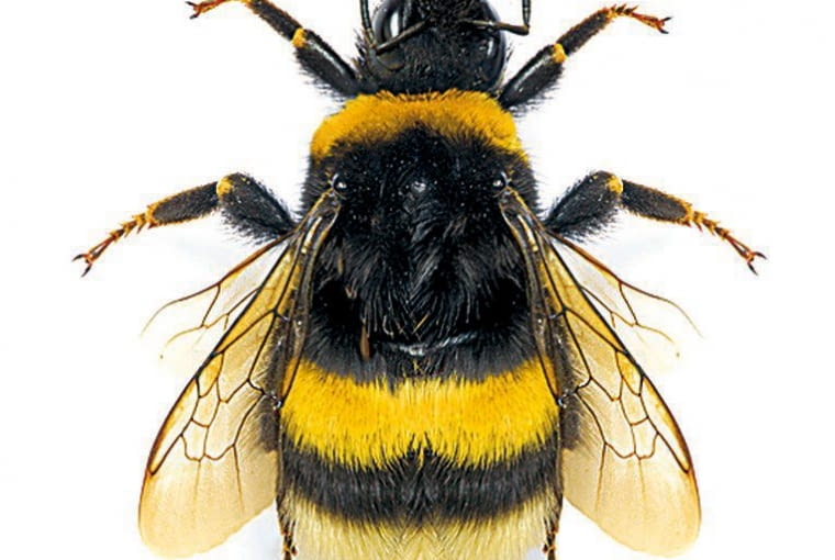 Bombus soroeensis Bombus soroeensis