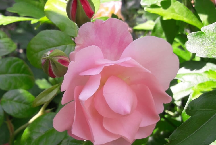 Róża parkowa 'Strawberry Hill'