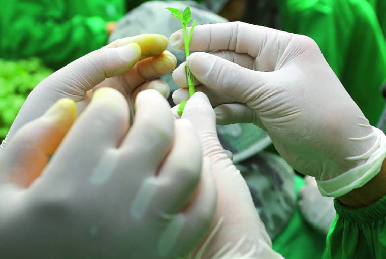 Podładki i szczepione sadzonki warzyw produkowane są w warunkach labolatoryjnych. Podładki i szczepione sadzonki warzyw produkowane są w warunkach labolatoryjnych.