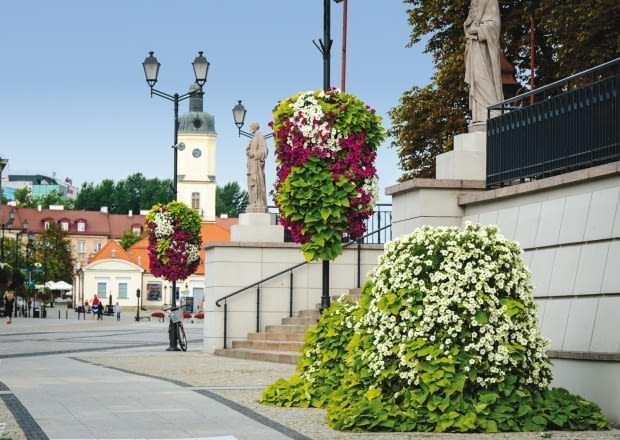 Konkurs o Najpiękniej Ukwieconego Miasta w Polsce Konkurs o Najpiękniej Ukwieconego Miasta w Polsce