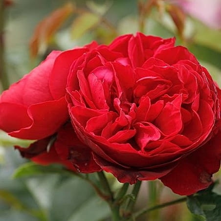 Pnąca róża o pełnych (wys. 250-350 cm), karmazynowych kwiatach z pewnością znajdzie uznanie wśród amatorów róż.  Ojcem chrzestnym tej odmiany jest światowej sławy dyrygent Yannick Nézet-Séguin – dyrektor artystyczny Metropolitan Opera w Nowym Jorku. Róża została ochrzczona latem 2025 w Baden-Baden. Wyróżnia się zdrowymi i błyszczącymi liśćmi  oraz bujnym kwitnieniem nawet w surowym klimacie Kanady – ojczyzny Yannicka Nézet-Séguina.