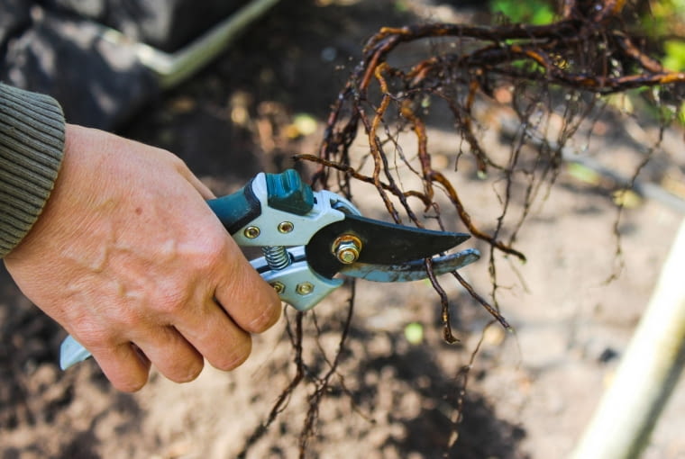 Sadzenie róż - przycinanie korzeni Sadzenie róż - przycinanie korzeni