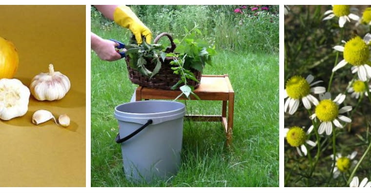 Rumianek na szkodniki Rumianek na szkodniki