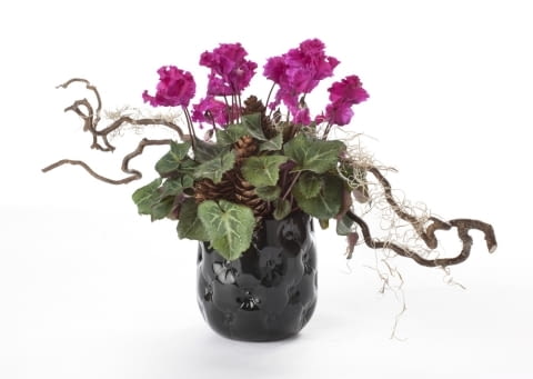 Cyklameny - kwiaty doniczkowe kwitnące jesienią