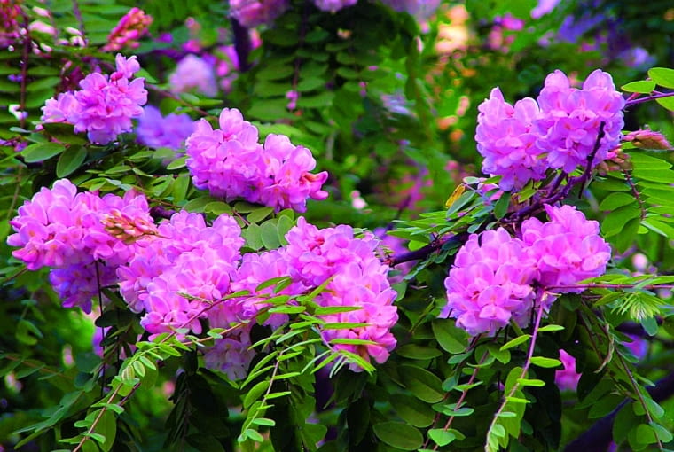 robinia Małgorzaty Pink Cascade robinia Małgorzaty Pink Cascade