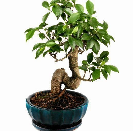 Bonsai z figowca bengalskiego