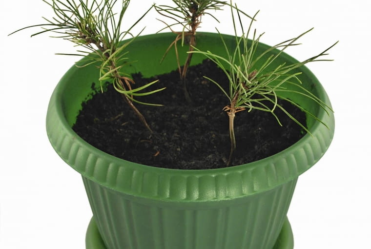 Siewkom sosny najpierw pozwalamy rosnąć swobodnie przez kilka lat, dopiero potem zaczynamy je formować