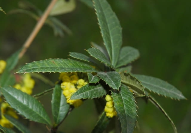 Berberys Juliany (Berberis julianae) ma drobne żółte kwiaty zebrane w grona Berberys Juliany (Berberis julianae) ma drobne żółte kwiaty zebrane w grona