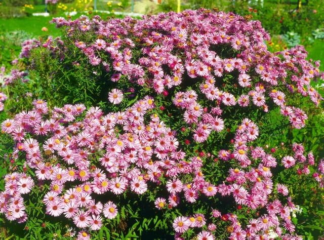 ASTER NOWOANGIELSKI ASTER NOVAE ANGLIAE PURPLE DOME