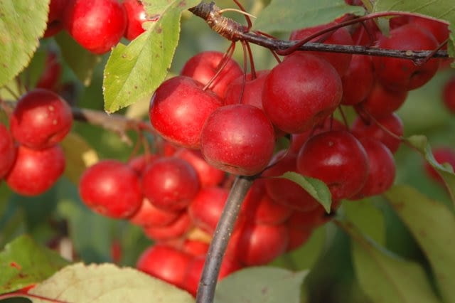 Jabłoń ozdobna (Malus) 'Ola' Jabłoń ozdobna (Malus) 'Ola'