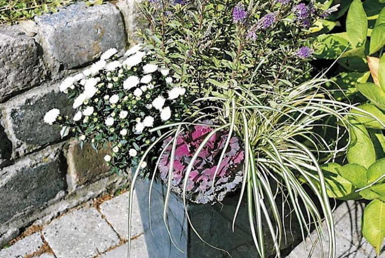 kompozycja jesienna hebe kompozycja jesienna hebe