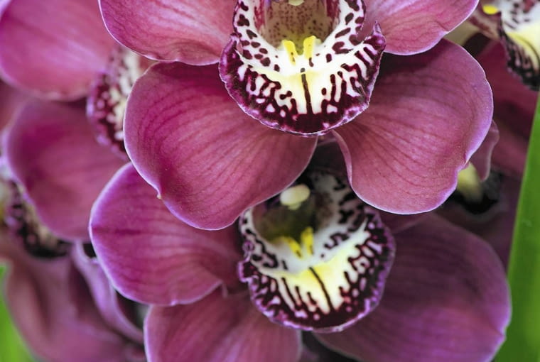 'Amarett' o wyjątkowo okazałych kwiatach.