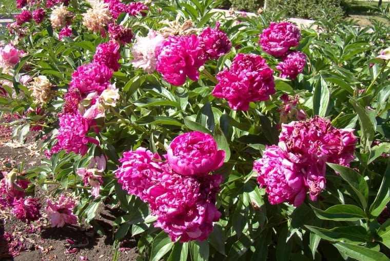 Peonia