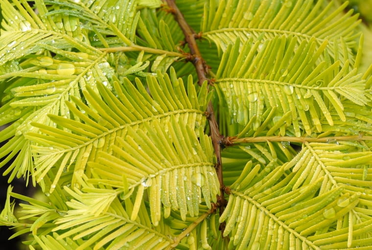 Metasequoia glyptostroboides 'Ogon' Metasequoia glyptostroboides 'Ogon'